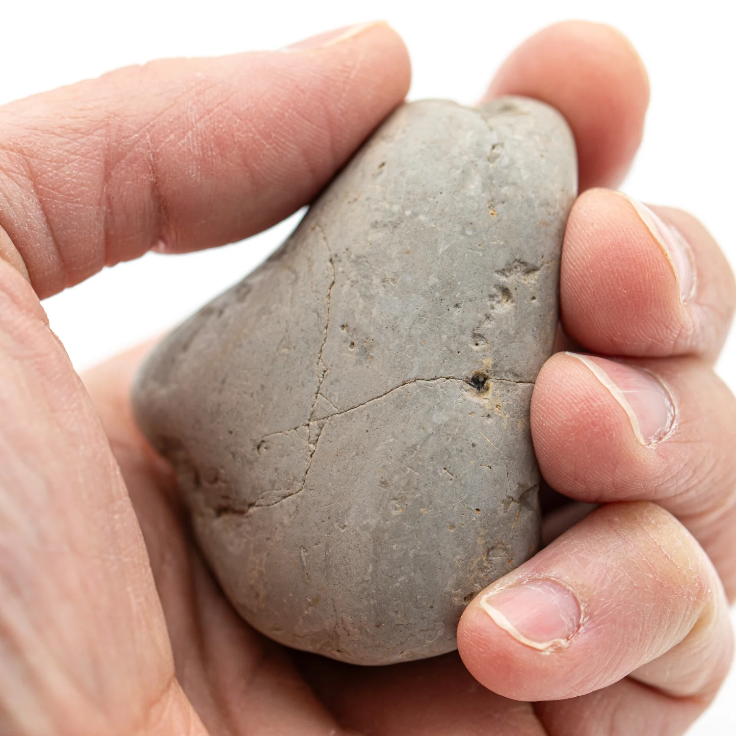 Dinosaurs Showcase Sale